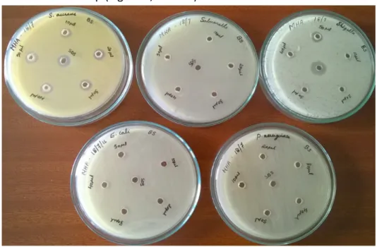 Figure 9 Zone of Inhibition by crude biosurfactant against pathogens 