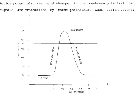 Figure 1.1 A typical action potential 