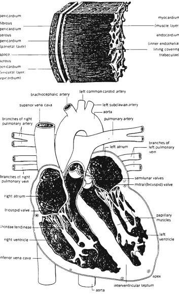 Figure 1.3 Cross of the valves and the direction of the blood flow inside 