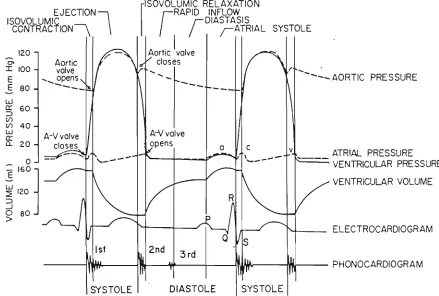 Figure 1.4. Cardiac cycle [15] 