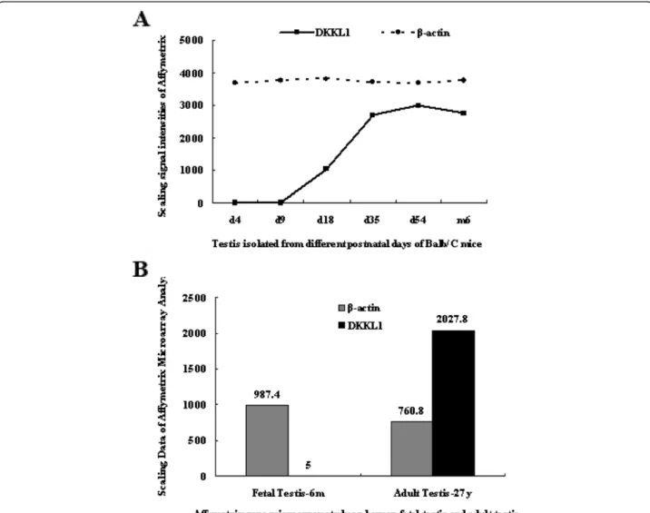 Figure 1 Developmental expression pattern of DKKL1/Dkkl1 during spermatogenesis detected by Affymetrix chip analysis