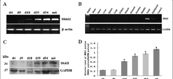 Figure 2 Expression pattern of Dkkl1 in mice. A: Mouse Dkkl1 mRNA was not expressed in mouse testis on days 4 and 9 and was weakly expressed on day 18