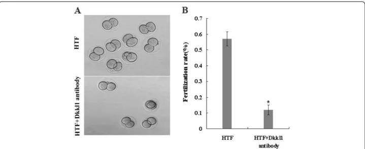 Figure 3 The inhibitory effect of Dkkl1 antibody on in vitro fertilization. Successful fertilization was assayed by zygote cleavage