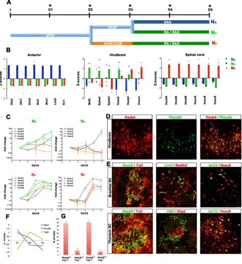 Figure 1. Generation of neural cells with specific AP identities from ESCs. (A) Schematic representation of differentiation conditions usedD8 differentiate into MNs of hindbrain identity coexpressing Hoxb4 and Phox2b