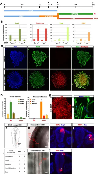 Figure 2. Transient Wnt and FGF signalling induce dual fated neuromesodermal progenitors