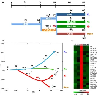 Figure 3. Induction of a distinct transcriptional programme in neuromesodermal progenitors
