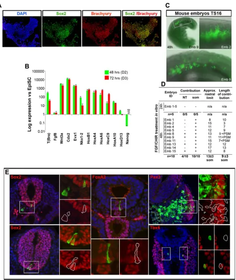 Figure 4. Generation of NMPs from EpiSCs. (A) Brachyury/Sox2 immunocytochemistry in EpiSC cultures treated with FGF/CHIR for 72 h