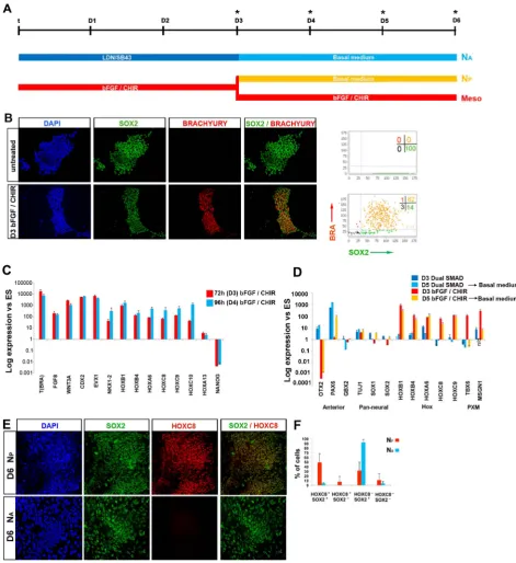 Figure 5. Generation and characterisation of hNMPs. (A) Scheme describing the culture conditions employed for neural differentiation of hES