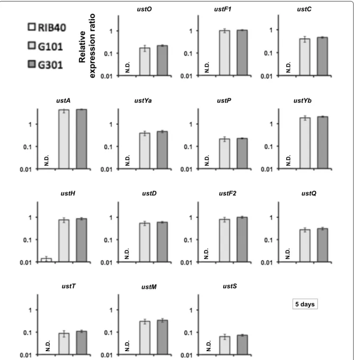 Fig. 2  Expression of the genes of the cluster for ustiloxin B biosynthesis in A. oryzae wild-type (RIB40) and ustR EX  (G101 and G301) strains