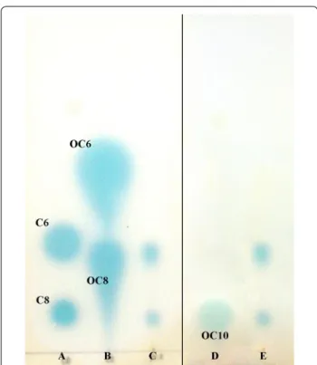 Fig. 1  Profiles of AHLs produced by strain PD-2 based on bioautog- bioautog-raphy assay