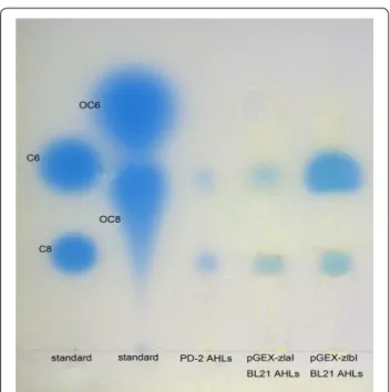 Fig. 4  Profiles of AHLs produced by PD-2 and recombinants based  on bioautography assay