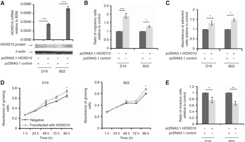 Figure 1. HOXD10 expression in a panel of normal, OPL and HNSCC cells and in HNSCC tissues