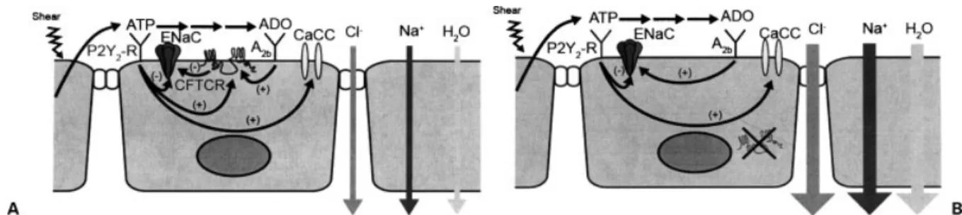 Figure 2 Constitutive and shear-dependent release of adenine triphosphate (ATP) into airway surface liquid (ASL), coupled with metabolic enzymes, produces levels of ATP and its metabolic product adenosine (ADO) that regulate the ion transport paths which c