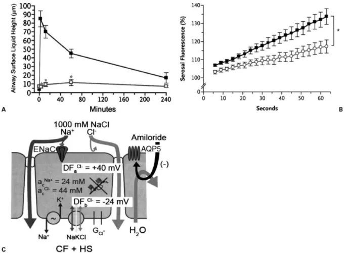 Figure 4 Effect of amiloride on hypertonic saline (HS)-induced airway surface liquid (ASL) volume responses