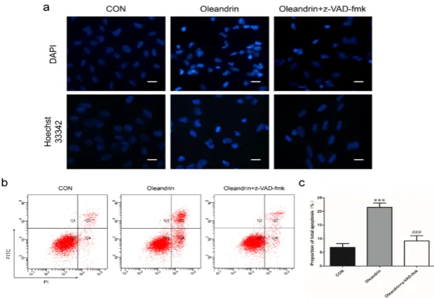 Figure 4. (fmk; (a) DAPI and Hoechst staining of U2OS cells re-tested after pretreating with z-VAD-b) Changes of cells apoptosis after pretreating with z-VAD-fmk detected by FCM; (c) Statistical analysis of FCM; Bar scale: 30 μm; n = 3, Mean ± SD; ***P < 0