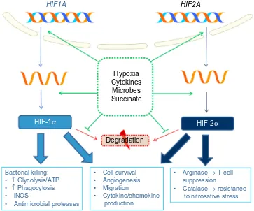 Figure 1 Role of HiFs in innate immune responses to hypoxia.Abbreviations: HiF, hypoxia inducible factor; ATP, adenosine triphosphate; iNOS, inducible nitric oxide synthase.