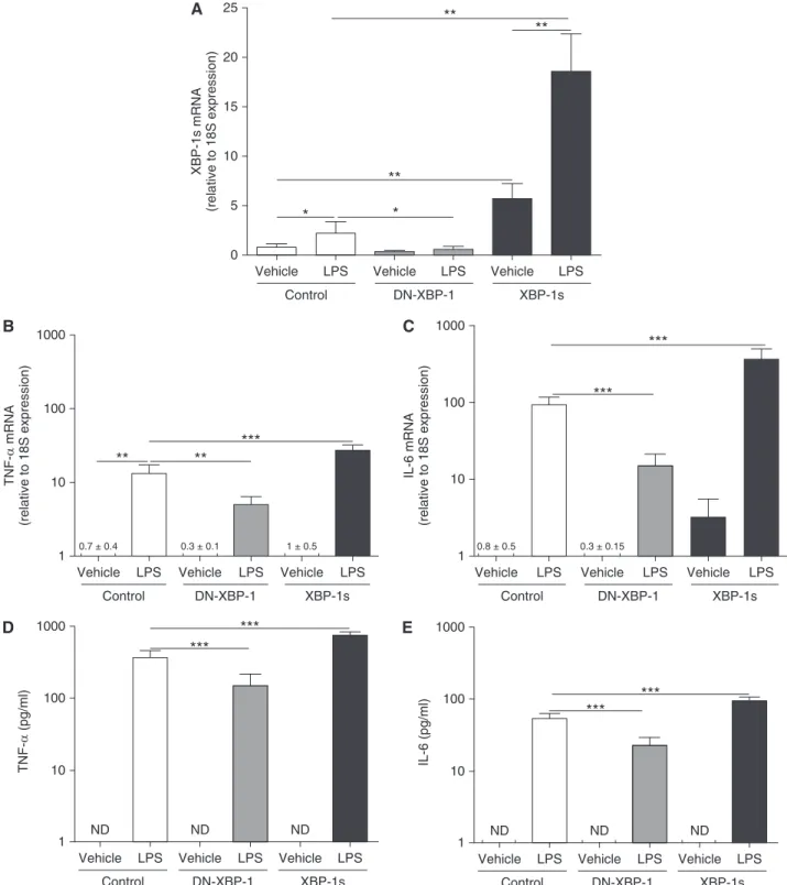 Figure 10. LPS-dependent cytokine production is mediated by X-box–binding protein-1 mRNA splicing (XBP-1s)
