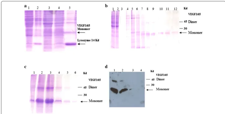 Fig. 3 VEGF 165  expression and purification by SDS‑PAGE analysis under optimal condition