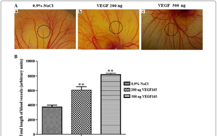 Fig. 5  Recombinant VEGF 165  induces ex vivo angiogenesis. A The CAM models were prepared using 8‑day‑old chick embryos treated as described 