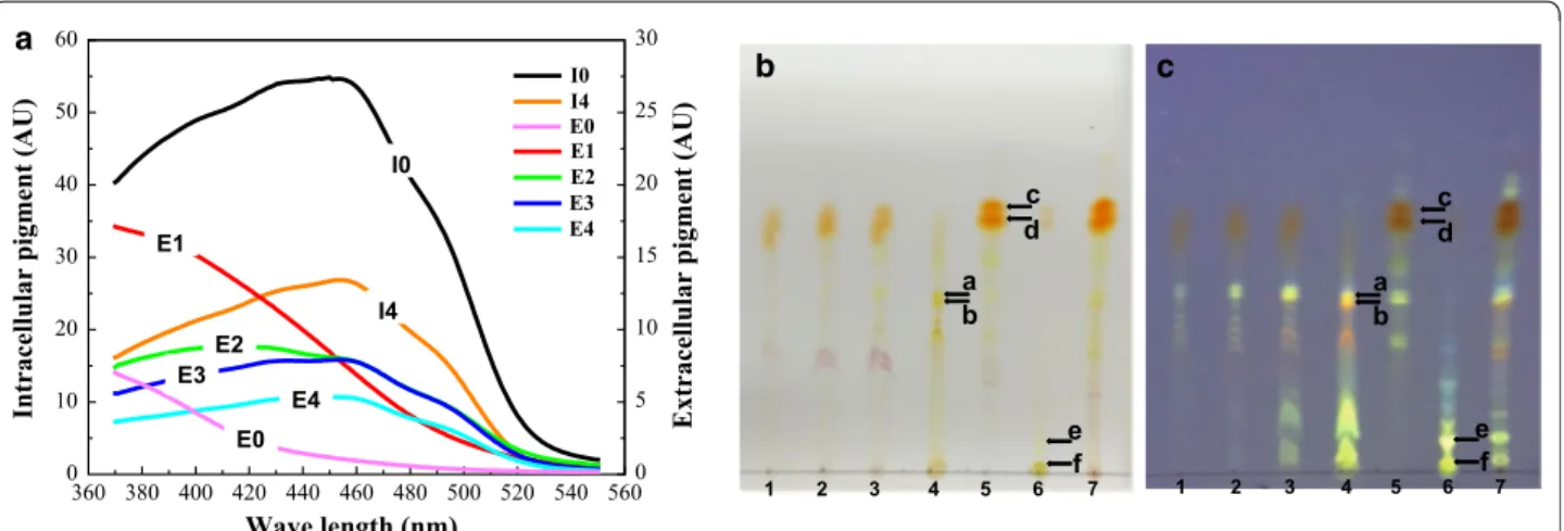 Fig. 3  Pigment extraction and TLC analysis with repeat extraction of mature cells in Triton X-100 aqueous solutions