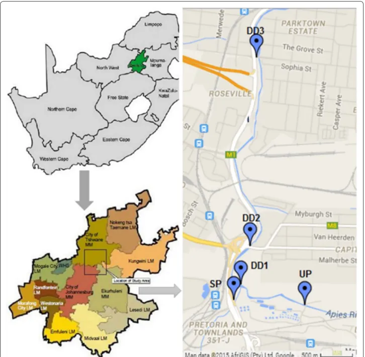 Fig. 1  Sites location. Location of sampling sites along Apies River. UP upstream Daspoort Wastewater treatment plant (WWTP), SP skinner spruit,  DD1 downstream Daspoort Site 1, DD2 downstream Daspoort Site 2, DD3 downstream Daspoort Site 3