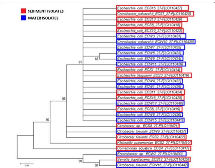 Fig. 3  Phylogenetic tree of faecal coliform bacteria isolated from river water (blue) and riverbed sediment (red) constructed using MEGA 6 with the 