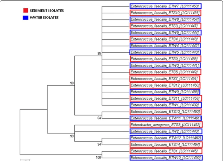 Fig. 4  Phylogenetic tree of Enterococcus bacteria isolated from river water (blue) and riverbed sediment (red) constructed using MEGA 6 with the 