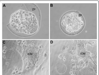 Table 1 Effects of culture in media conditioned by composites and amalgam on blastocyst development