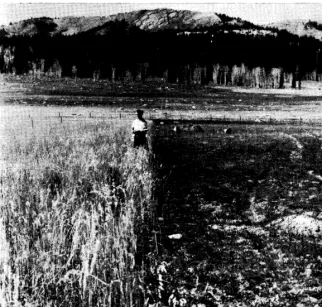 Table 2. Nitrogen and phosphorus in the soil sampled June 10 and Sep- iember 9, 1960, resulting from fertilizer applied October 15, 1959, and June 5, 1960
