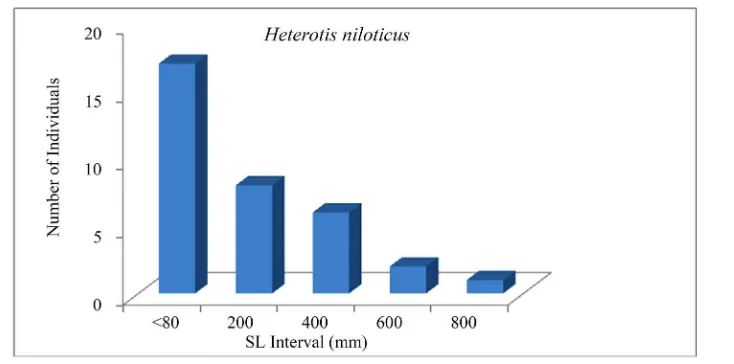 Figure 4. Size structure of Tilapia guineensis (n = 49) in the man-made lake of Ahozon (South-Benin)