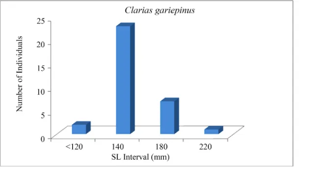 Figure 7. Size structure of Sarotherodon galilaeus multifasciatus (n = 2142) in the man-made lake of Bewacodji (South-Benin)