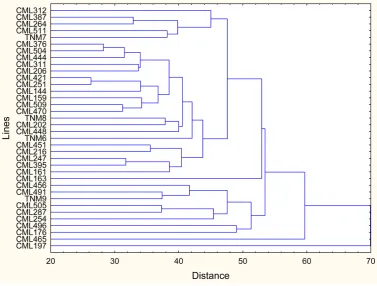 Figure 1. Dendrogram generated from the SPAD units of 36 inbred lines of corn at six phenological stages and two planting dates; obtained with the UPGMA method