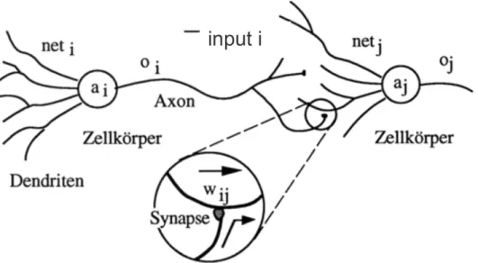 Figure 2.1: Essential components of a neuron shown in stylized form; source: Zell et al
