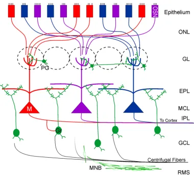 Figure 1. Cellular Organization of the Olfactory BulbSchematic of the primary cellular organization of the olfactory bulb