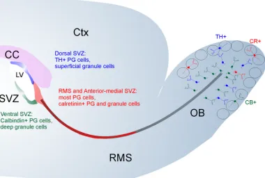 Figure 3.Stem cells in different areas of SVZ give rise to specific types of neurons. Stem cells within