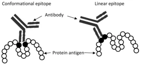 Table 1Allergenic properties and biological functions of the main milk proteins.