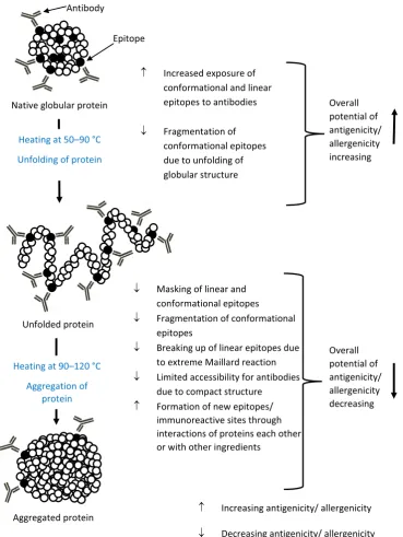 Fig. 2. Schematic model displaying potential structural modiﬁcations and epitope changes of major native whey proteins (e.g., BLG and ALA) during heat treatment and their overallimpact on the antigenicity/allergenicity.