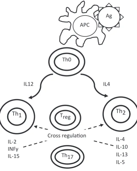 Fig. 3. A cascade of immunological reactions induced by protein antigens.