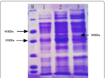 Fig. 3  SDS‑PAGE of the EG expressed E. coli BL21(DE3)/pET‑32a‑EG.  Lane M protein ladder, lane 1 control with blank plasmid cell sedi‑