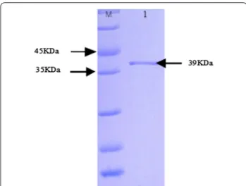 Fig. 5  SDS‑PAGE for purified EG expression with affinity chromatog‑