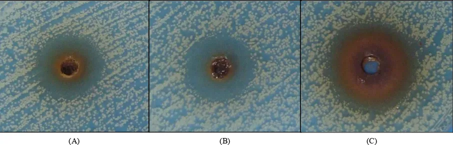 Figure 1. Antifungal activity of different preparations of Cochlospermum regium against Candida albicans in Mueller Hinton growth medium with pH 7.6