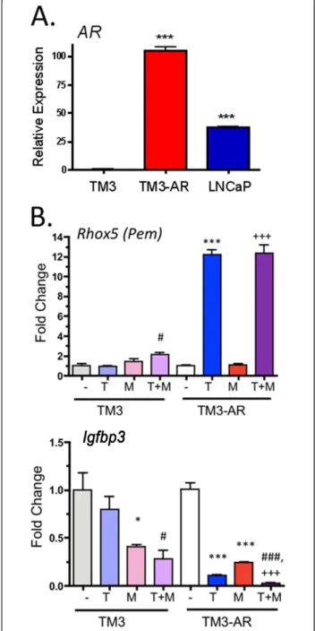 Figure 1 qPCR analysis of the expression of AR (A), testosterone induced gene Pem (B) and testosterone repressed gene Igfbp3 (B)