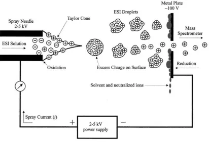 Figure 2-6 Diagram of ion formation in ESI source (Cech and Enke, 2002) 