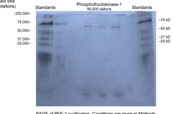 Figure 1. Polyacrylamide gel electrophoresis of a typical PFK-1 preparation. On and their molecular weights