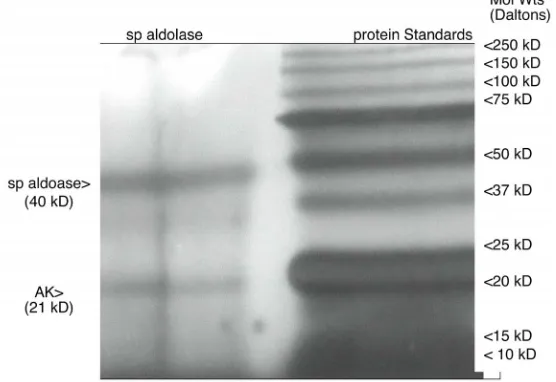 Figure 2. Polyacrylamide gel electrophoresis of a typical sp aldolase preparation; On the right is a polyacrylamide gel electrophoresis with pro- tein standards and their molecular weights