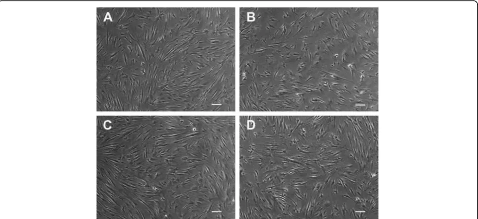 Fig. 1 Representative light microscopy images of human dental pulp stem cells (hDPSCs)