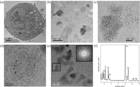 Figure 1. Electron microscopy of thin sections of U2-OS cells exposed to quantum dots