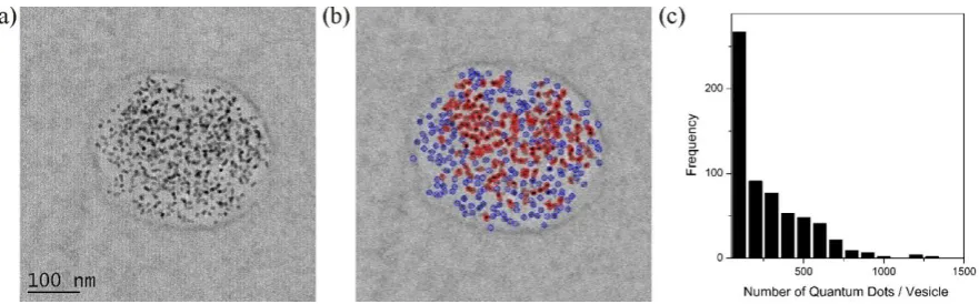 Figure 2. EFTEM analysis of U2-OS cells exposed to quantum dots. a) zero-loss energy filtered TEM image of an area within a cell containing several quantum dot filled vesicles; b) red false-coloured Cd M4,5 map of (a); c) green false-coloured S L2,3 map of