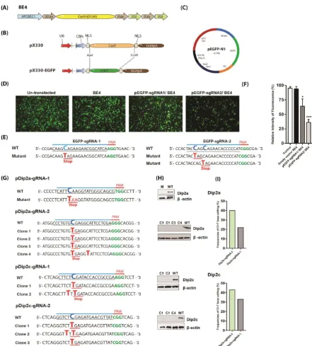 Figure 1. Screening of base editing in cells. (A) Architecture of cytosine base editor 4 (BE4)