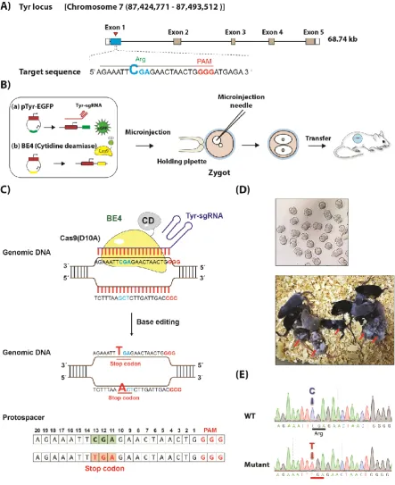 Figure 2. BE4 mediated C>T base editing in mice. (A) Schematic of sgRNA design at Tyr locus